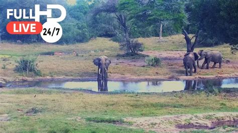 tembe elephant park webcam|Tembe Elephant Park, Südafrika Online